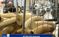 Bỉ tiêu hủy 1,5 tấn ngà voi