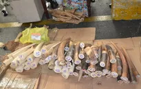 Bắt 77 chiếc ngà voi nhập trái phép qua sân bay Tân Sơn Nhất