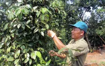Giá hạt tiêu tăng vọt, người dân phấn khởi