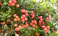 Trăn trở nâng cao chất lượng vải thiều Thanh Hà