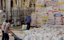 Kim ngạch xuất khẩu gạo vùng ĐBSCL đạt gần 1 tỷ USD