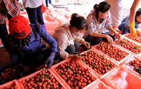 Vải thiều xuất khẩu qua cửa khẩu Lào Cai thuận lợi
