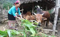 Hàng triệu hộ thoát nghèo nhờ chính sách tín dụng đặc thù
