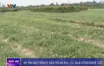 Hà Tĩnh quy hoạch gần 700 ha rau, củ, quả công nghệ cao