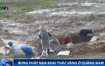 Bùng phát nạn khai thác vàng ở Quảng Nam