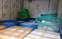 Hà Nội phát hiện, bắt giữ hơn 500kg nội tạng thối