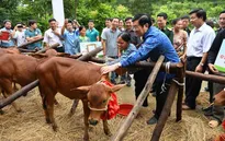 Trao tặng bò giống giúp người nghèo biên giới