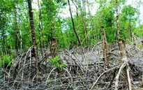 Bắt tạm giam Trưởng trạm kiểm lâm VQG Mũi Cà Mau