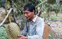 Sầu riêng Khánh Sơn trước nguy cơ “biến mất”