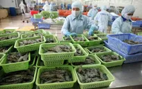 Xuất khẩu tôm vào thị trường EU tăng mạnh