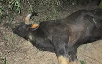 Bàn giao bò tót chết cho Bảo tàng Thiên nhiên Việt Nam