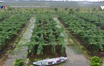 Chuyện nhà nông với nông nghiệp: Nông nghiệp Tiền Giang chuyển mình bằng đầu tư công nghệ cao