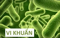 Chuyến đi màu xanh: Câu chuyện của vi khuẩn và nông nghiệp sạch