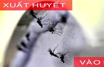 Sốt xuất huyết vào mùa