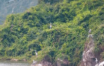 Chiêm ngưỡng cảnh tượng chim đậu trắng núi ở Tam Chúc