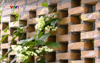 Nhịp sống đô thị: Quy chuẩn nhà chung cư 25m2 và mẫu nhà sống xanh