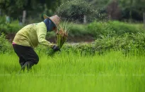 Thái Lan hỗ trợ giá phân bón cho nông dân