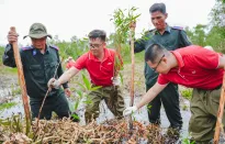 Dự án trồng 15.000 cây tràm tại rừng U Minh Thượng góp phần ứng phó biến đổi khí hậu