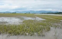 Đắk Lắk: Chủ động ứng phó với mưa lớn, sạt lở