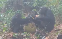 Phát hiện loài tinh tinh cũng thích ‘uống rượu’