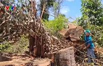 Phát hiện phá rừng quy mô lớn gần trụ sở UBND huyện ở Kon Tum