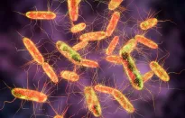 Tìm ra ‘thủ phạm’ không thể ngờ gây bệnh nhiễm khuẩn Salmonella tại Mỹ