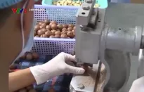 Hạt macca Nam Phi tìm thị trường mới