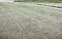 Quảng Bình khẩn trương cứu lúa, rau màu sau mưa lớn do bão số 1