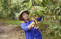Để trái vải không phụ thuộc vào thị trường chính