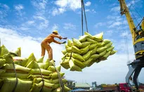 Giá gạo xuất khẩu nửa đầu năm giảm