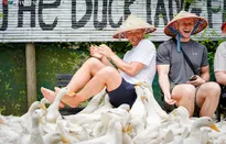 Về Việt Nam, những vị khách Tây thích thú vì được đàn vịt “mát-xa”