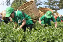 Lam Dong seeks market for tea