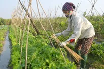 Producers urge national certificate for organic produce