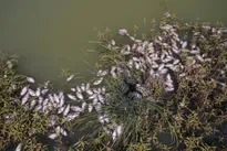 New Australia mass fish deaths in key river system