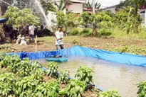 Farmers face early salt water intrusion in Vĩnh Long
