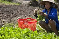 VietGap vegetables yield high incomes for Kiên Giang farmers
