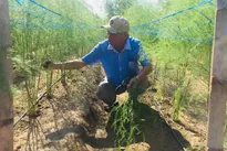 Vietnamese asparagus could enter Australian market this month