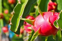 Vietnamese dragon fruit makes a splash at Spinneys debut in Saudi Arabia