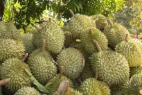Dak Lak pushes digitalisation for durian exports
