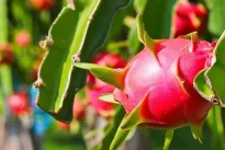 Lam Dong expands access for agricultural exports
