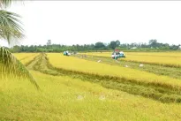Quality varieties spur Vietnamese rice industry's growth: experts