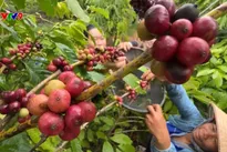 Agriculture sustains growth momentum in H1, strengthening foundation for green development