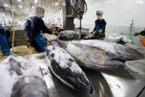Tuna exports hit record high but face major regulatory barriers