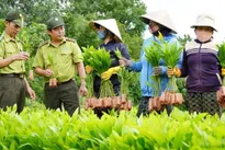 Benefits of economic forest planting in Phu Yen