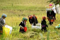 Quality of labour among ethnic minority workers