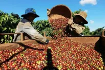 Vietnam’s coffee exports reach 4.2 billion USD in first five months