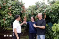 Luc Ngan to host lychee tourism festival