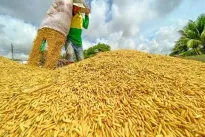 Vietnam’s rice export prices fall nearly 19% despite growing volume
