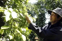 Vietnam sees opportunities to boost spice exports