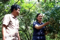 Hung Yen turns longan harvest into tourism opportunity